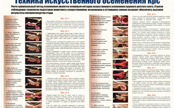 Техника искусственного осеменения крупного рогатого скота